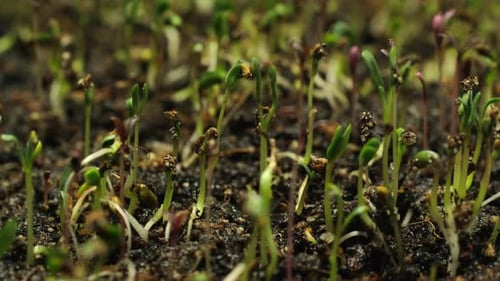 Timelapse of Seeds Germinating and Sprouting in Soil