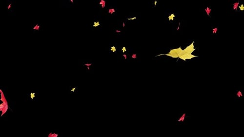 Maple Leaves Falling on Alpha.
