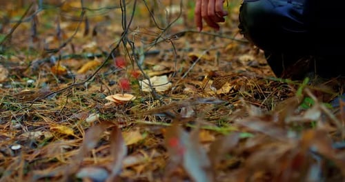 Autumn Forest a Woman Collects Mushrooms