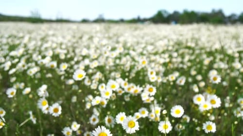 Chamomile White Daisy Flowers in a Field of Green Grass Sway in the Wind at Sunset Chamomile Flowers