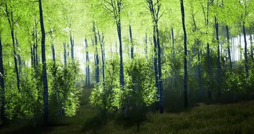 Lush Green Forest with Sunlight Filtering Through Vibrant Tree Leaves