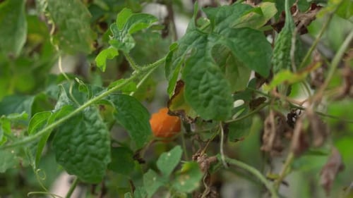 Plan panoramique d'une orange mûre du Kerala sur des vignes, plant de melon amer Cerasee avec du Kerala suspendu à une vigne