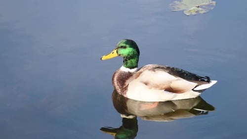 Pato nadando en el lago. Bonito reflejo en el agua.