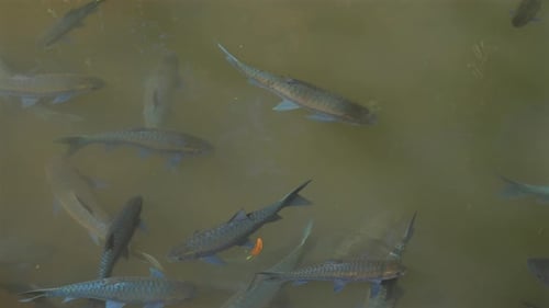 Group of Fishes Swimming Underwater in Murky Pond with Single Orange