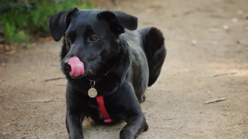 Black Dog Lying Outdoors, Panting