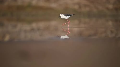 Black-winged Stilt Reflecting in Calm Water