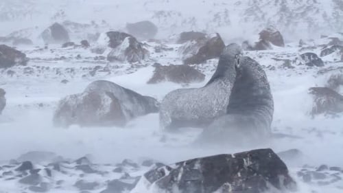 Seals Surviving Blizzard in Snowy Wilderness