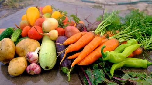 Gemüse im Garten ernten