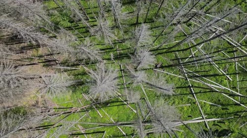 Dry And Broken Trees