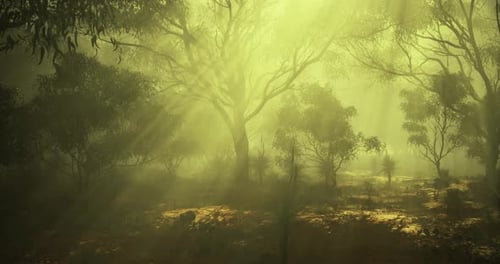 Light Filtering Through Trees in a Serene Forest at Dawn