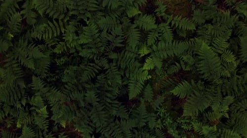 Drone flying forward through pine forest above the ferns- Straight down view