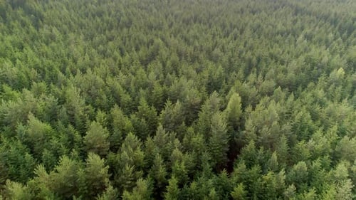 Aerial forward moving shot of dense green coniferous forest at daytime.