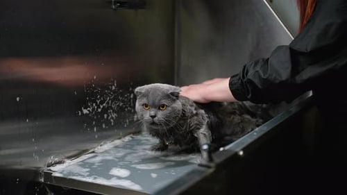 Woman Giving Scottish Fold Cat a Bath