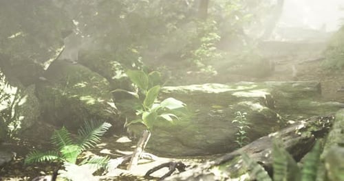 Serene Forest Path with Lush Greenery and Soft Sunlight Filtering Through