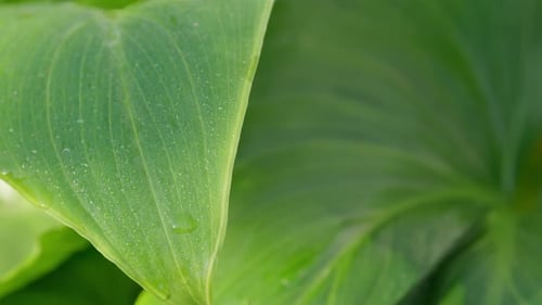 Green sunlit tropical leave. Lilly plant with morning dew.