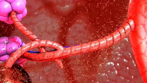 Microscopic Blood Flow Through Capillaries and Alveoli Medical Animation
