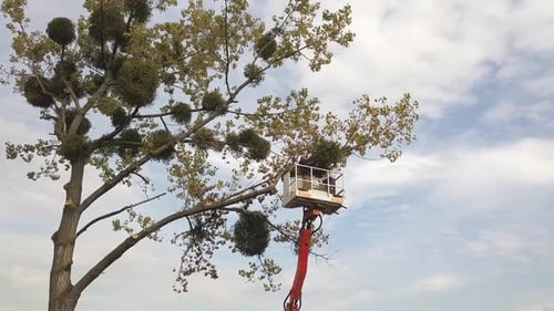 Deux travailleurs de service coupent de grandes branches d'arbres avec une tronçonneuse sur une plate-forme de grue pour télésiège