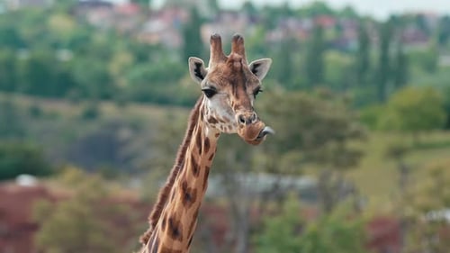 Nahaufnahme einer neugierigen Giraffe, die sich die Lippen leckt und direkt in die Kamera schaut