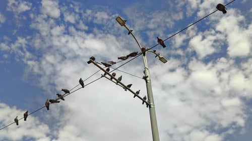 Birds Perched on a Streetlamp Against Cloudy Sky