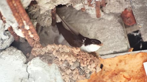A Swallow is Nesting on the Balcony of an Apartment Building