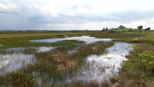 great egret flying through everglades follow cam