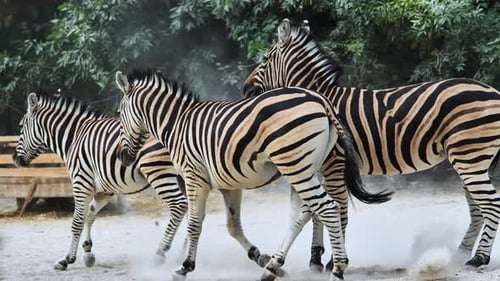 Group of Zebras Walking Through a Zoo Enclosure Kicking Up Dust and Creating a Lively Scene in Their