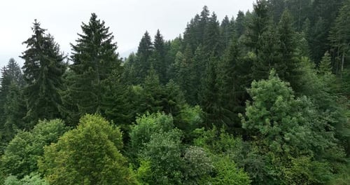 Drone Shot of Dense Green Coniferous Forest