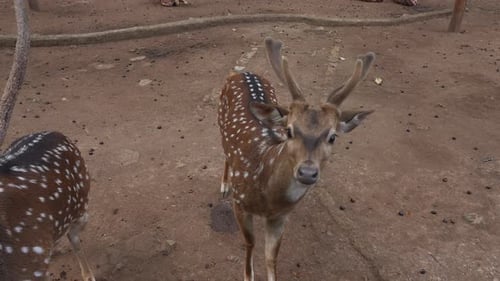 Baby Spotted Deer at The Zoo