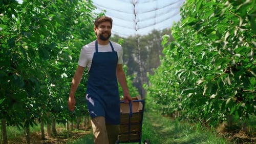 Trabajador agrícola transportando cajas con la cosecha en un impresionante y soleado jardín sonriendo. Guapo
