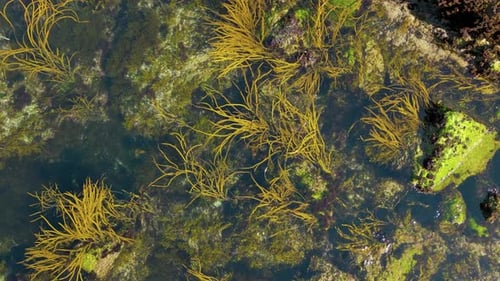 Wasserpflanzen und moosige Felsen unter dem klaren Wasser. - oben