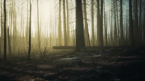 Smoke in Forest Caused By Deforestation