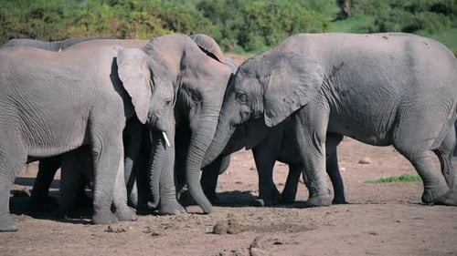 Herd of Elephants Gathering Peacefully