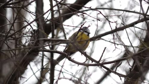 Colorful Bird On Branch 1