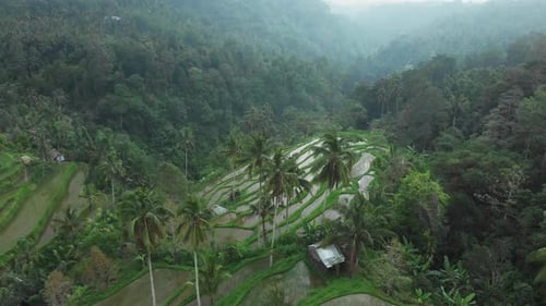 Drone view on the rice terraces of Bali, Indonesia