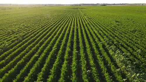Eine große Plantage zur Karottenernte