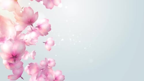 Elegant Pink Cherry Blossoms Falling Petals Loop Background