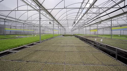 Seedlings grown in a modern greenhouse 4K