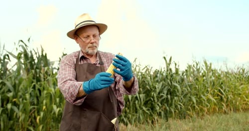 Senior Man Collecting Corn in the Field in Autumn
