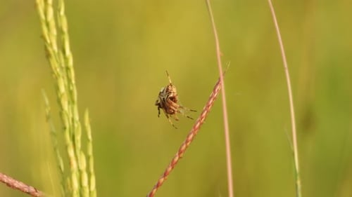 Spider in rice grass - making web .