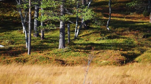 A sunlit autumn forest with a carpet of soft undergrowth and trees adorned with golden foliage.