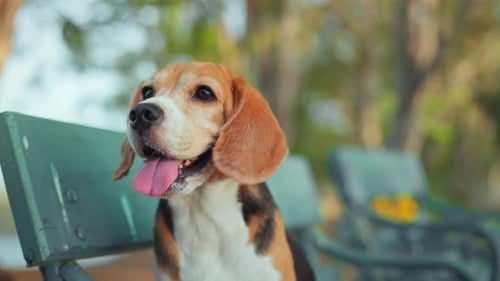 Adorable Beagle Sitting on a Park Bench