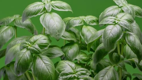 Fresh Green Basil Herbs Growing