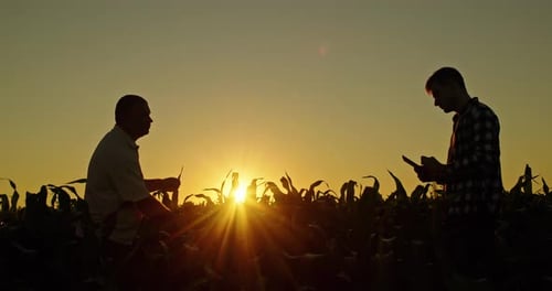 Silhouetted Men Inspecting Crops at Sunset