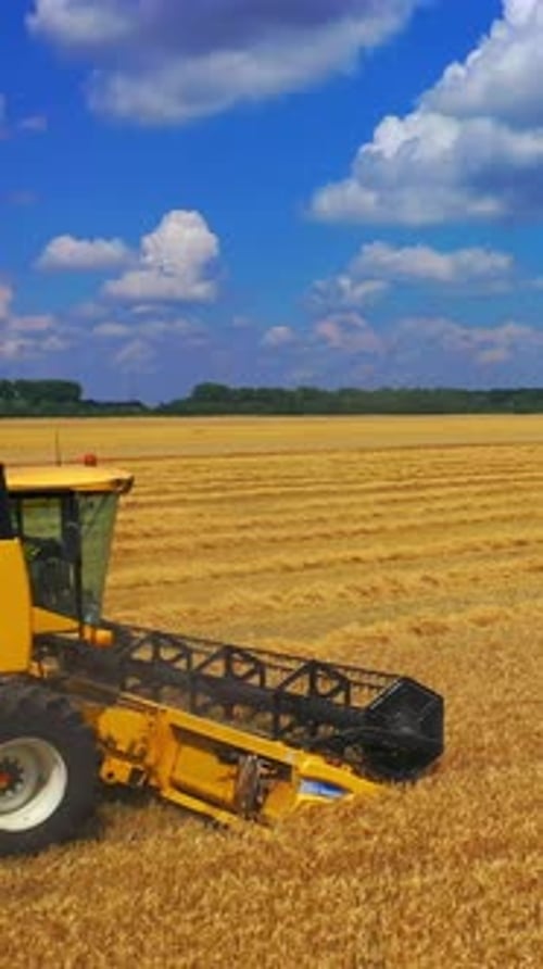 Harvesting in wheat field. Flying over harvester slowly riding through field cutting wheat stalks.