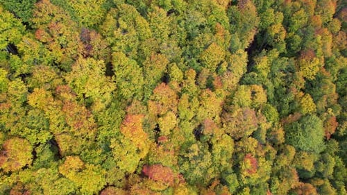 Colorful foliage of wild forest in Autumn with golden, yellow, and red leaves