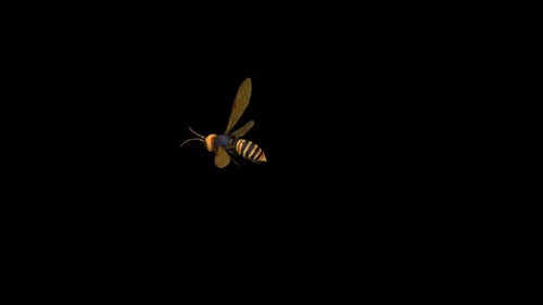 Wasp Bee Fly-Top hinten