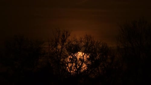 Brilliant Sun Behind Bare Tree Branches at Sunset