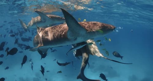 Sharks Underwater with Tropical Fishes in Blue Ocean Slow Motion with Nurse Shark in Tropical Sea on