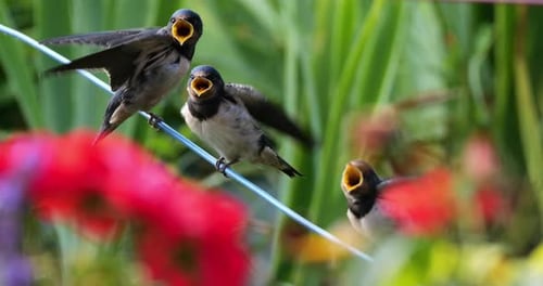 Barn swallows (Hirundo rustica) feeding chicks, Southern France
