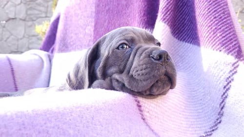 Adorable Puppy Wrapped in a Cozy Blanket
